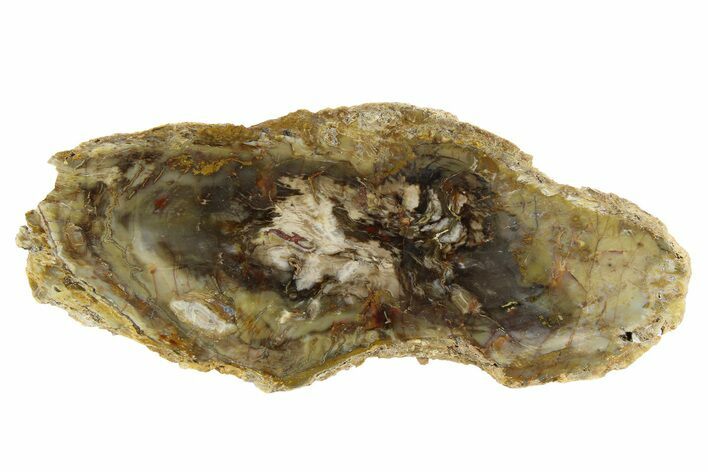 Jurassic Petrified Wood Slab - Henry Mountains, Utah #253318